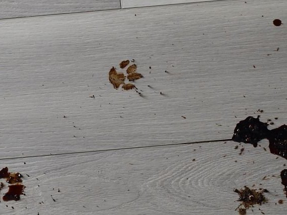 dirty paw prints on laminate flooring